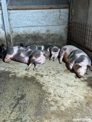porci de vanzare  - imagine 2