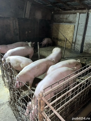 porci de vanzare  - imagine 4