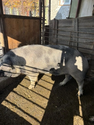 Vînd vier 1 an jumate 