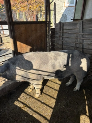 Vînd vier 1 an jumate  - imagine 4