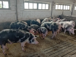 porci grasi - imagine 2