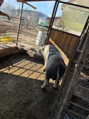 Vînd vier 1 an jumate  - imagine 2