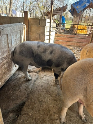 Vînd vier 1 an jumate  - imagine 3