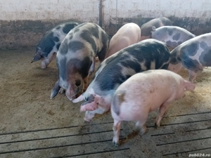 porci grasi - imagine 3