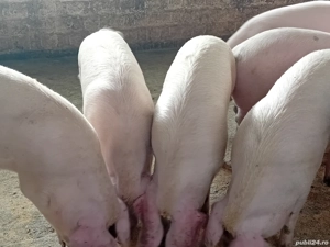 porci grasi - imagine 5