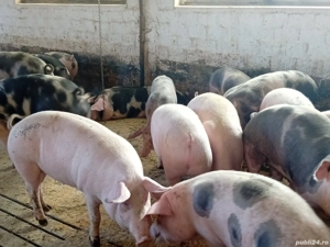 porci grasi - imagine 4