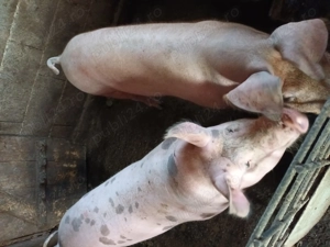 Marfa pentru craciun