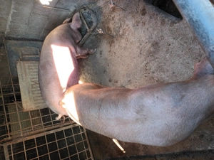 Marfa pentru craciun - imagine 2