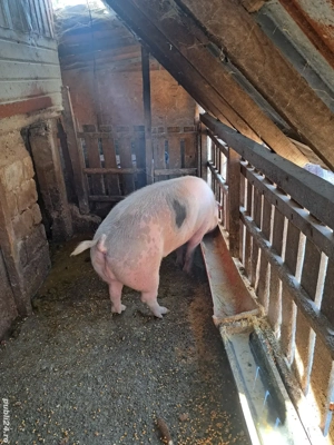 Porc de vanzare - imagine 2