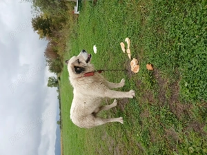 Disponibil Mascul Ciobănesc 