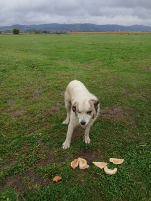 Disponibil Mascul Ciobănesc  - imagine 3