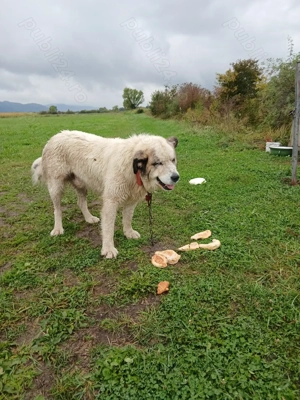 Disponibil Mascul Ciobănesc  - imagine 2