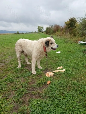 Disponibil Mascul Ciobănesc 