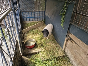 Porc vietnamez de taiat