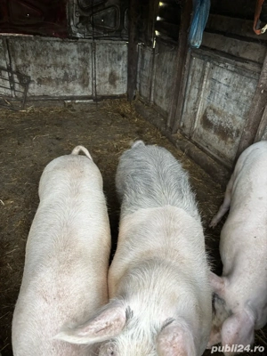 Vand porci - imagine 2