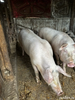 Vand porci - imagine 3