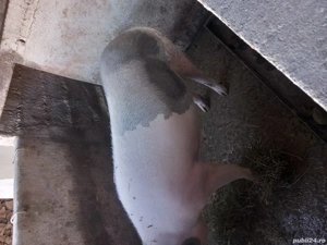 vand porci 15lei kg negociabil