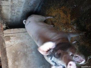 vand porci 15lei kg negociabil - imagine 3