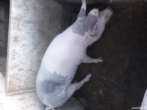 vand porci 15lei kg negociabil - imagine 2