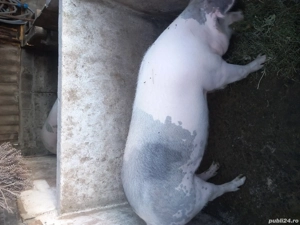 vand porci 15lei kg negociabil - imagine 4