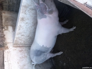 vand porci 15lei kg negociabil - imagine 5