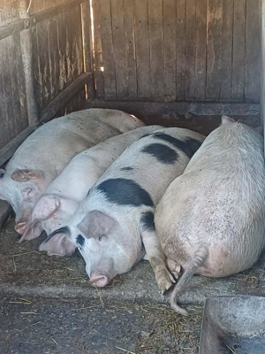 Porci de vânzare crescuți cu cereale 