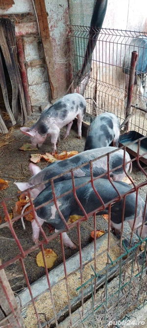 vând purcei  - imagine 3
