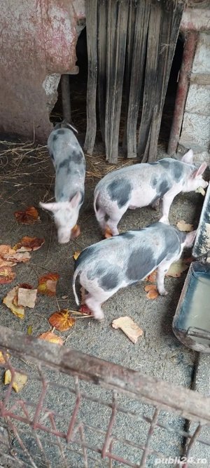 vând purcei  - imagine 2