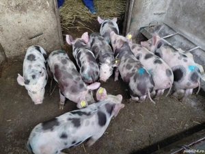 De Vanzare 3 mascuri.