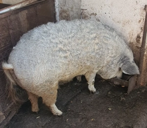 Vand Porci Mangalita