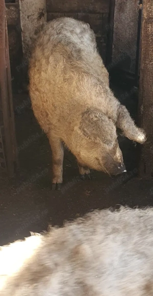 Vand Porci Mangalita - imagine 2