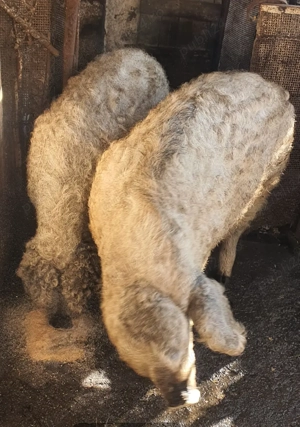 Vand Porci Mangalita - imagine 3