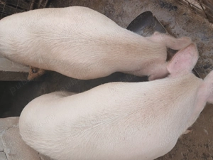 Porci sacrificat de Crăciun  - imagine 2