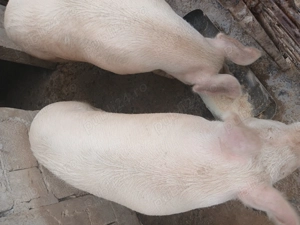 Porci sacrificat de Crăciun 