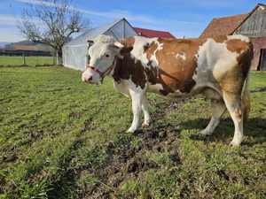 Vacă în vârstă de 4 ani