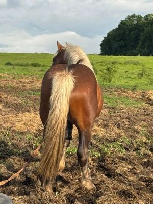 Vând armăsar de 3 ani jumate  - imagine 3