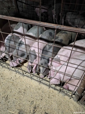 de vânzare ce se vede in poza  - imagine 3