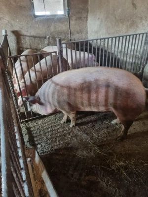 Porci grasi diferite categori - imagine 4