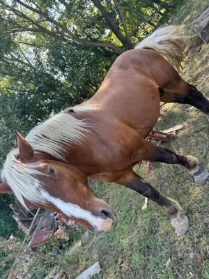 Vând armăsar de 3 ani jumate  - imagine 4