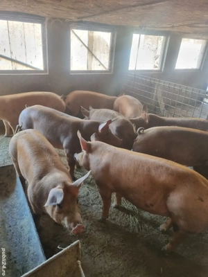 Porci grasi diferite categori