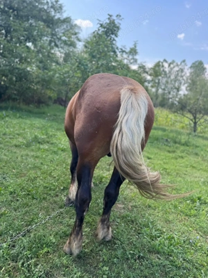 Vând armăsar de 3 ani jumate  - imagine 2