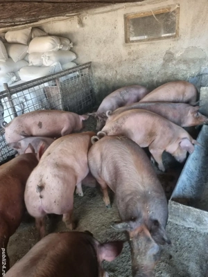 Porci grasi diferite categori - imagine 3