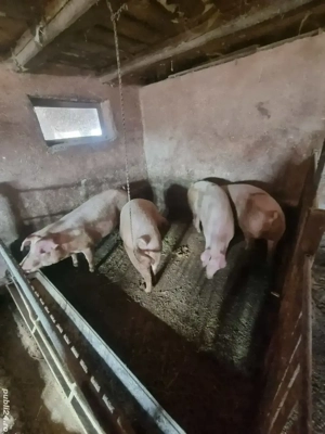 Porci grasi diferite categori - imagine 5