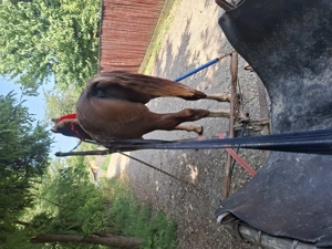 Harmasar de vanzare  - imagine 3