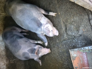 vand porci - imagine 2