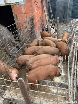 vand purcei  - imagine 3