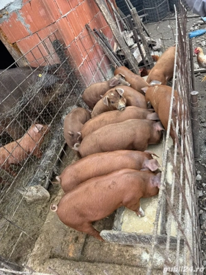 vand purcei  - imagine 2