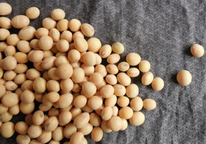 Floarea soarelui dau si la schimb pe oi, capre - imagine 2