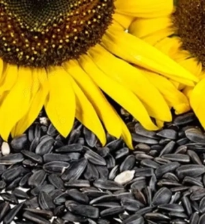 Floarea soarelui dau si la schimb pe oi, capre