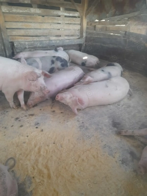 Vând porci de 130-180kg